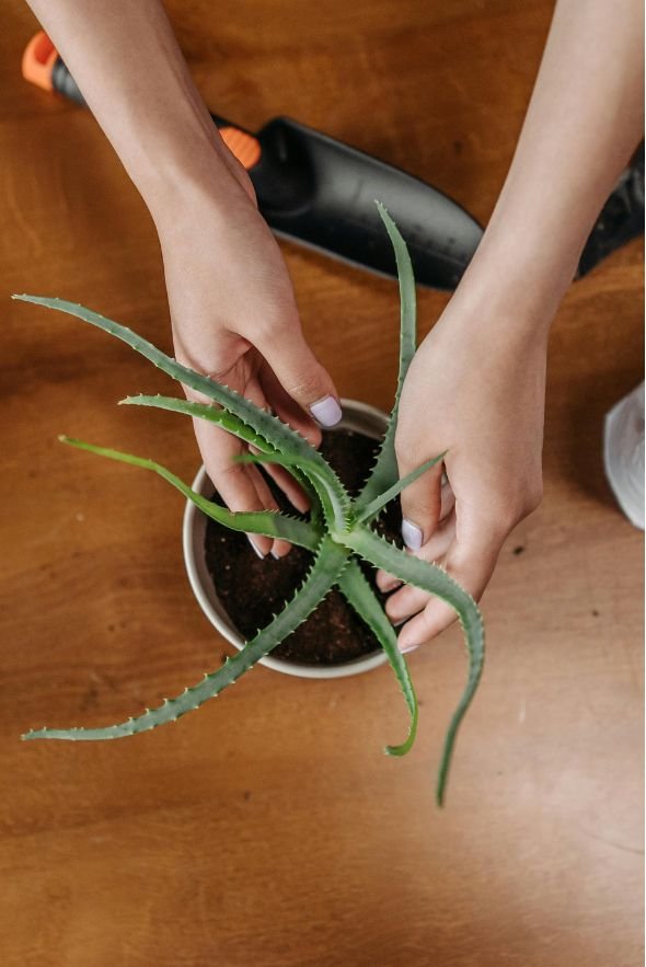 Aloe Vera for Skin